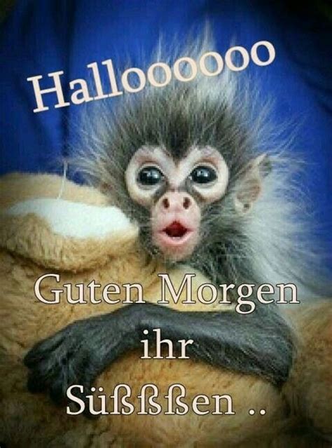 lustige bilder guten morgen kostenlos